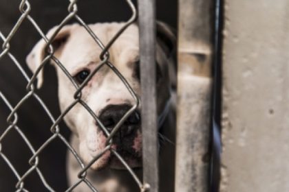 Due denunce per maltrattamenti ad animali domestici